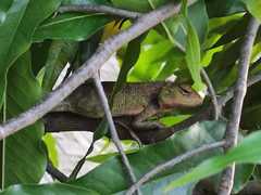 Calotes versicolor