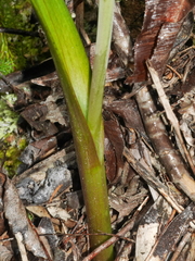 Thelymitra hatchii