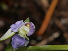 Thelymitra hatchii
