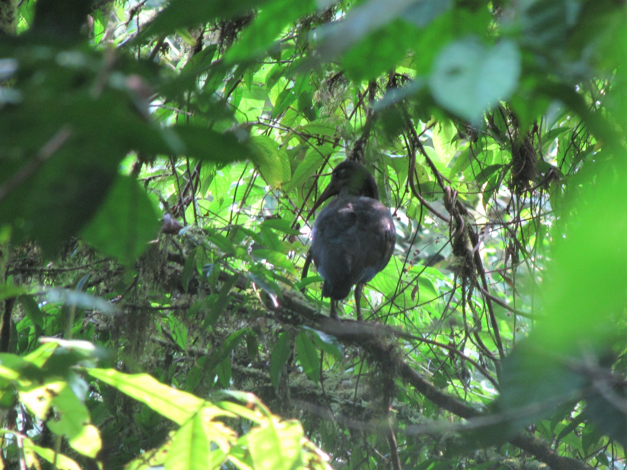 Sao Tome Ibis (Bostrychia bocagei), photo 3