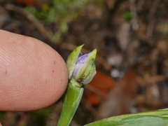 Thelymitra hatchii