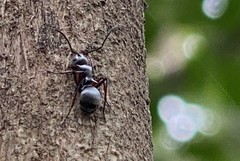 Polyrhachis