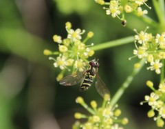 Syrphidae