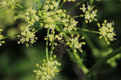 Syrphidae