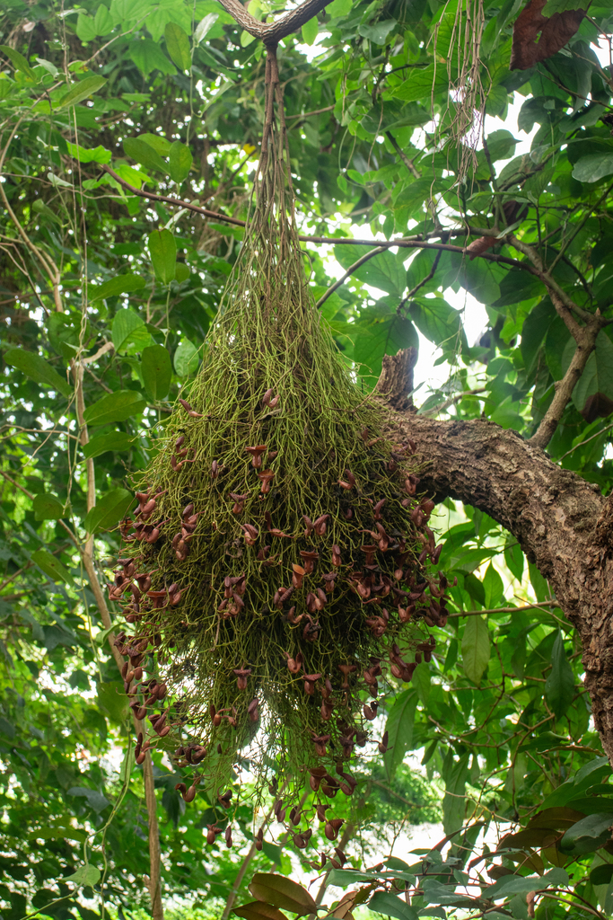 Florida dutchman's pipe