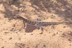 Ctenophorus maculatus