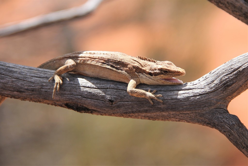 Mulga Dragon