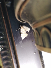 Pityeja histrionaria