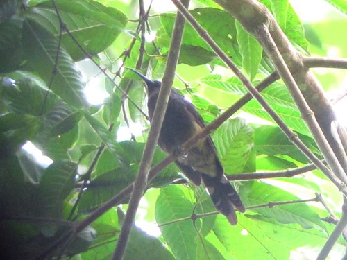 Giant Sunbird (Dreptes thomensis), photo 6