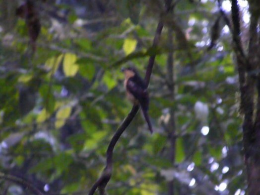 Sao Tome Fiscal (Lanius newtoni), photo 2