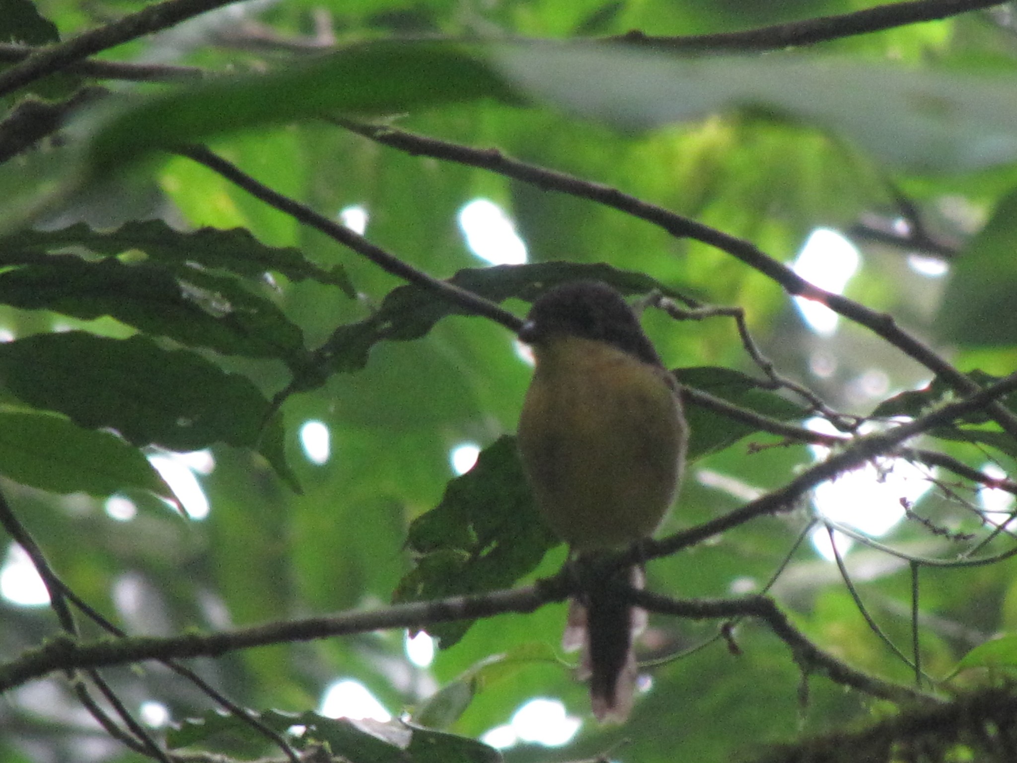 Sao Tome Fiscal (Lanius newtoni), photo 1