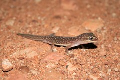 Lucasium stenodactylus