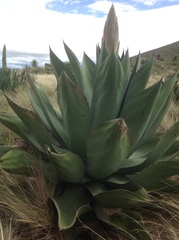 Agave gentryi