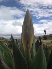 Agave gentryi