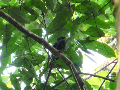 Giant Sunbird (Dreptes thomensis), photo 5