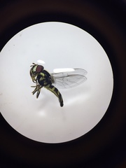 Allograpta neotropica
