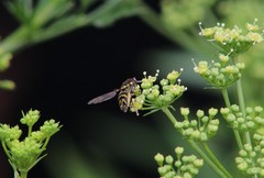 Syrphidae