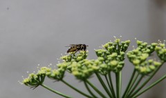 Syrphidae