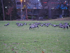 Branta canadensis parvipes