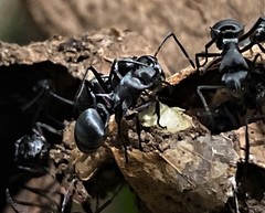 Polyrhachis
