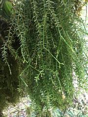 Phlegmariurus phylicifolius