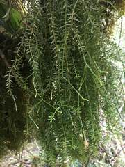 Phlegmariurus phylicifolius