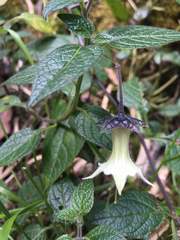 Jaltomata viridiflora