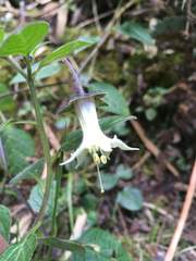 Jaltomata viridiflora