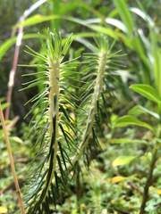 Phlegmariurus hippurideus