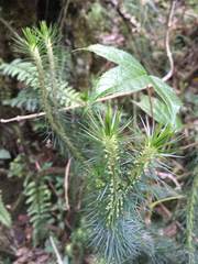 Phlegmariurus hippurideus