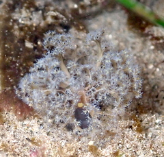 Themiste pyroides