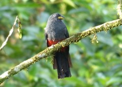 Trogon comptus