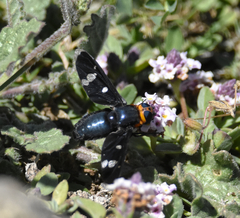 Hyperalonia chilensis