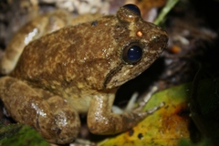 Limnonectes conspicillatus