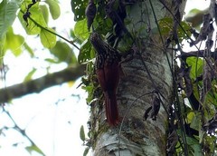 Xiphorhynchus lachrymosus