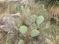 Opuntia huajuapensis