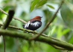 Machaeropterus deliciosus