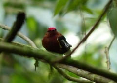 Machaeropterus deliciosus