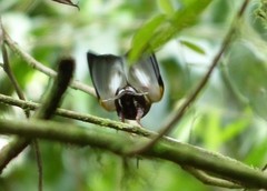 Machaeropterus deliciosus