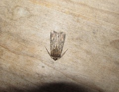 Ichneutica mutans