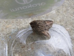 Ichneutica mutans