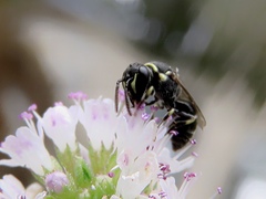 Hylaeus