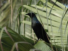 Principe Starling photo 2