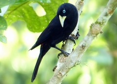 Cacicus uropygialis microrhynchus