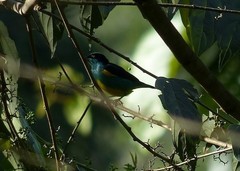 Dacnis lineata