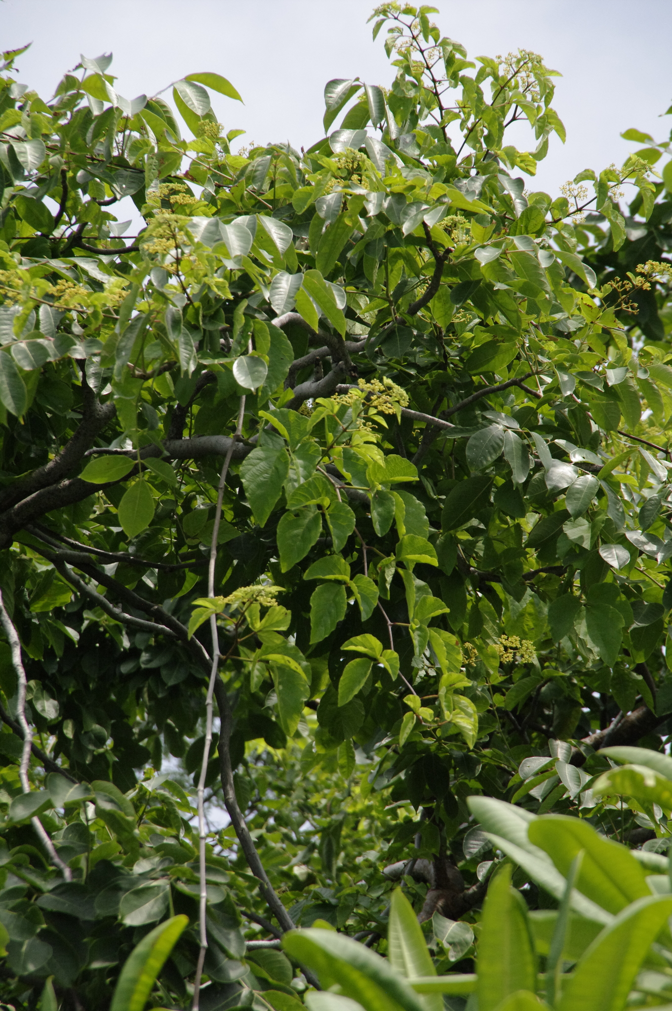 Imagem de Trepadeira-vinga