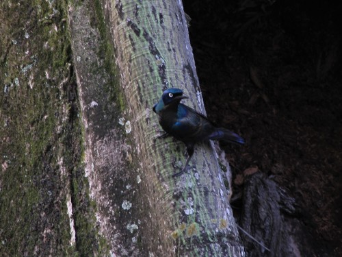 iNaturalist image