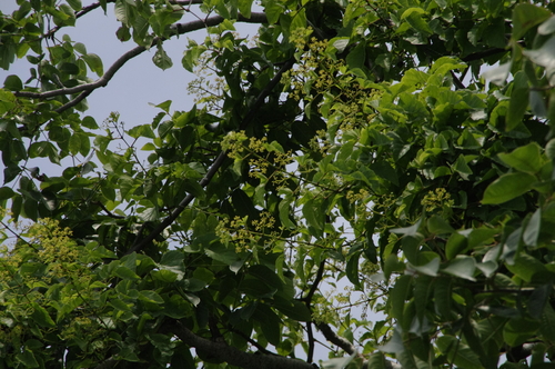 Cissus alata, photograph 6