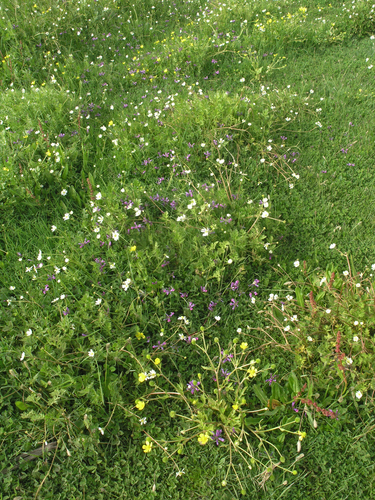 Ranunculus stagnalis