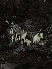 Mucronella fusiformis